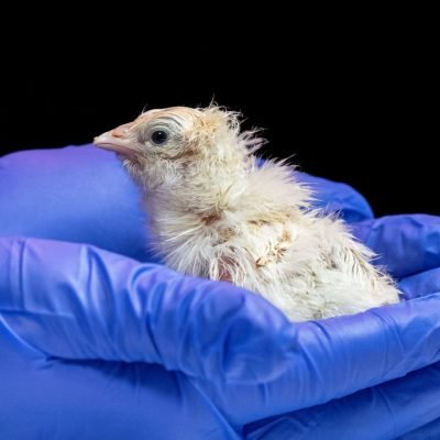 Pictured: First chicks hatched from artificial eggs, according to biosciences firm
